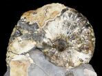 Hoploscaphites Plenus Ammonite - Montana #44033-1